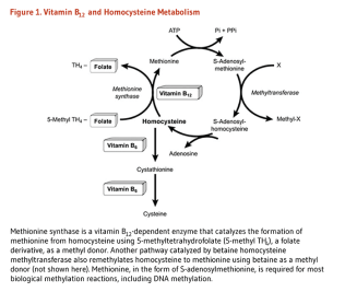 vitaminb12_figure1_v3